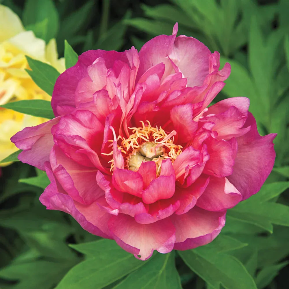 Paeonia itoh 'Julia Rose' - Pivoine