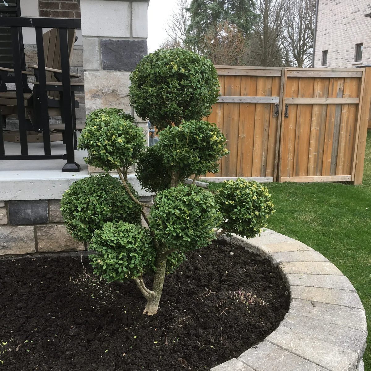 Juniperus chinensis  'Spartan' (Pompom)