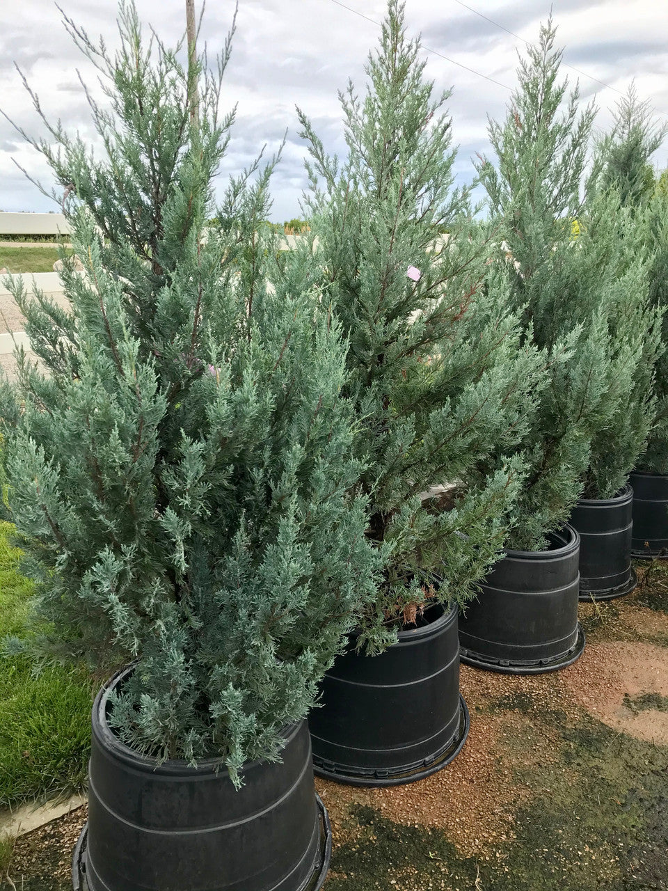 Juniperus moonglow - génévrier