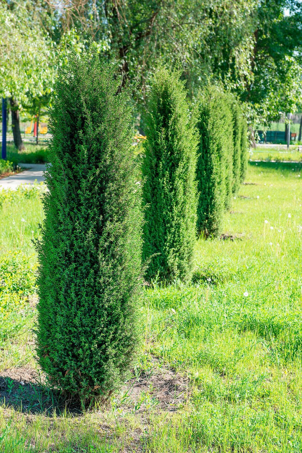 Juniperus communis 'Pencil Point'