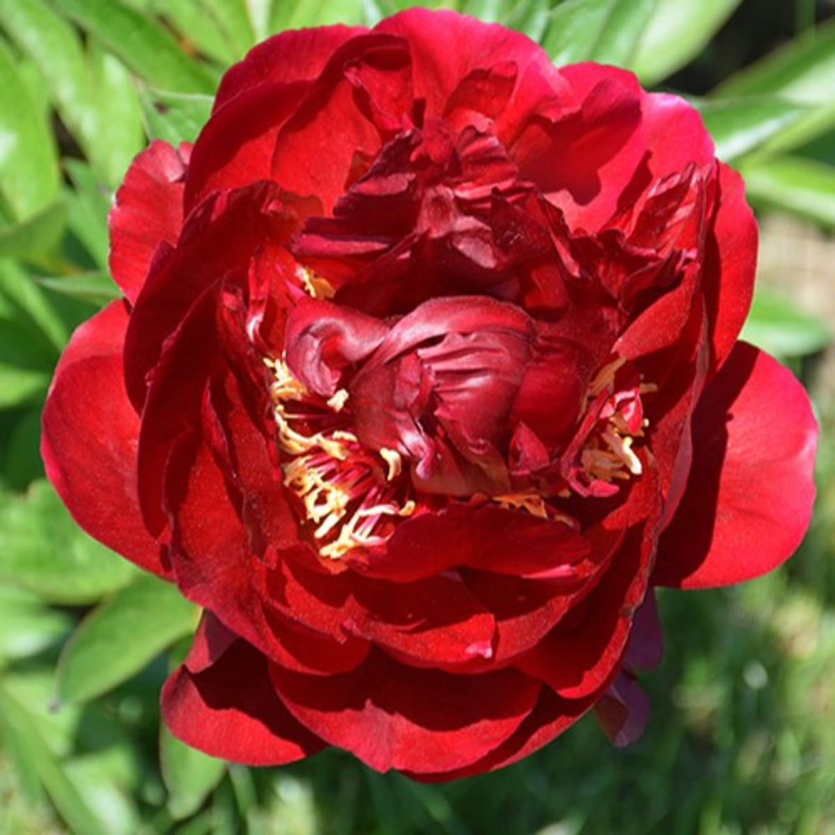 Paeonia 'Buckeye Belle'