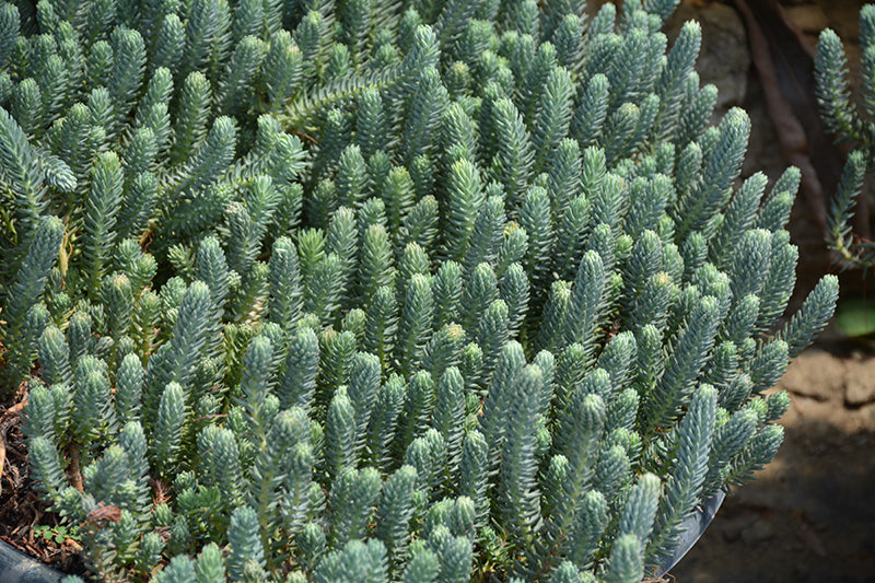 Sedum 'Blue Spruce' (Ref.) - Vivace