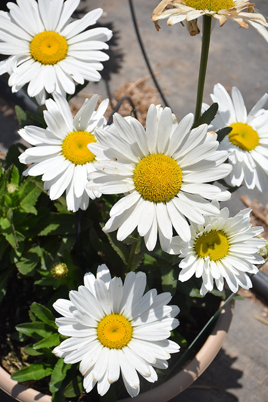 Leucanthemum Betsy™