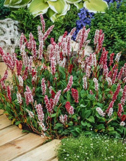 Persicaria affinis - polygonum affinis