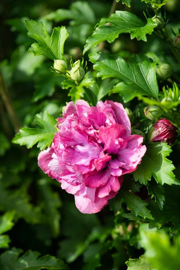 Hibiscus Syriacus 'Duc de Brabant'