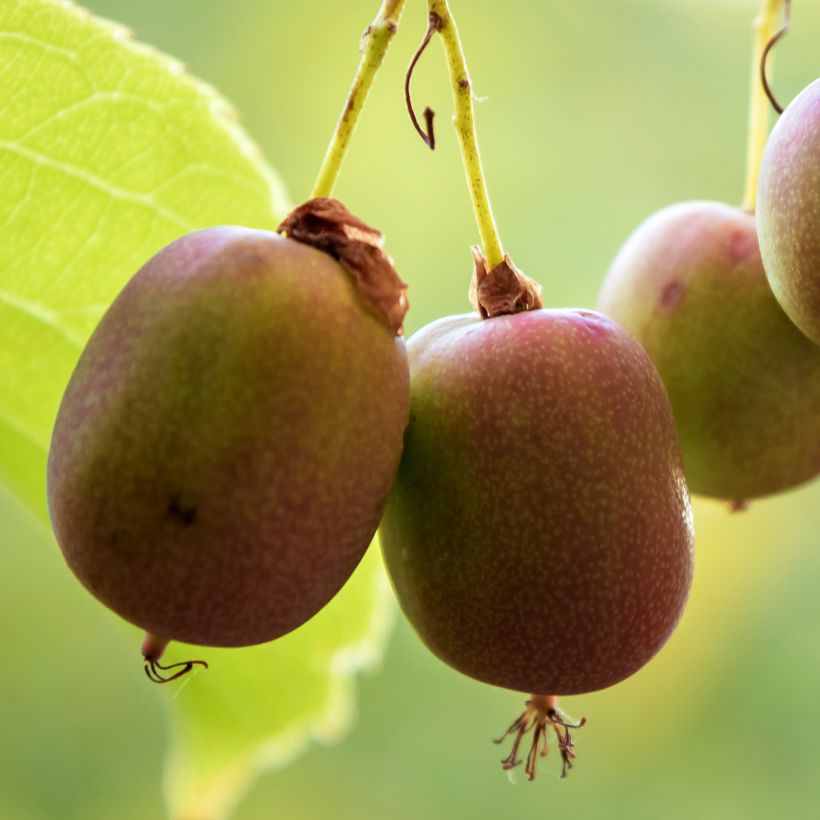 Kiwi - Actinidia Arguta 'Anna' (Ananasnaya) - Femelle