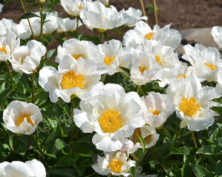 Paeonia 'Krinkled White'