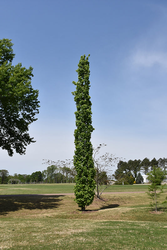 Liquidambar styraciflua 'Slender Silhouette'