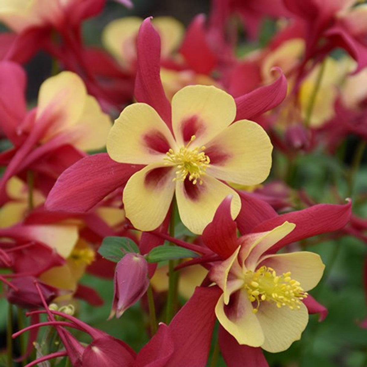 Aquilegia Earlybird™ 'Red Yellow'