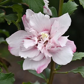 Hibiscus Syriacus 'Lady Stanley'