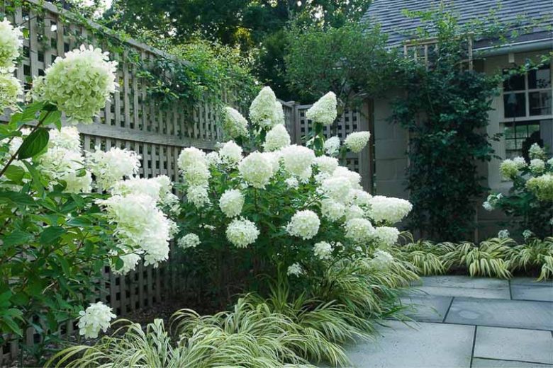 Hydrangea paniculata Limelight