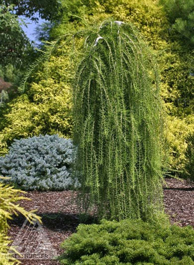 Larix decidua "Puli" - Meleze D Europe Pleureur / Weeping European Larch