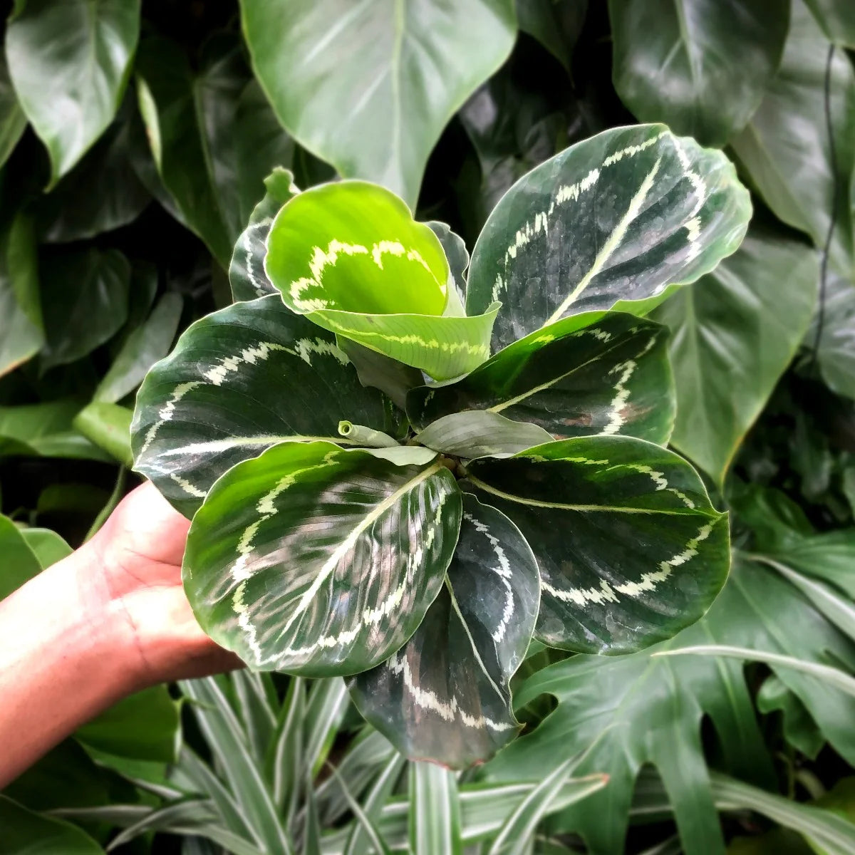 Calathea Green Lipstick