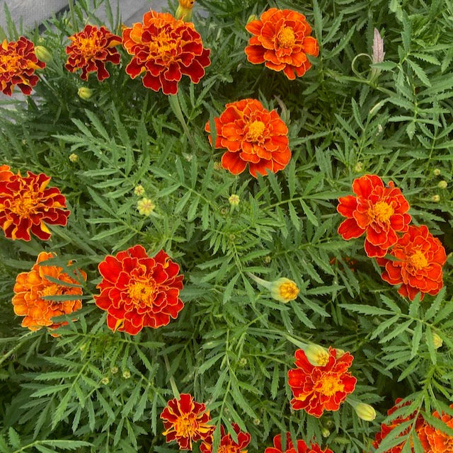 Seed - Marigold 'Brocade' - West Coast Seeds