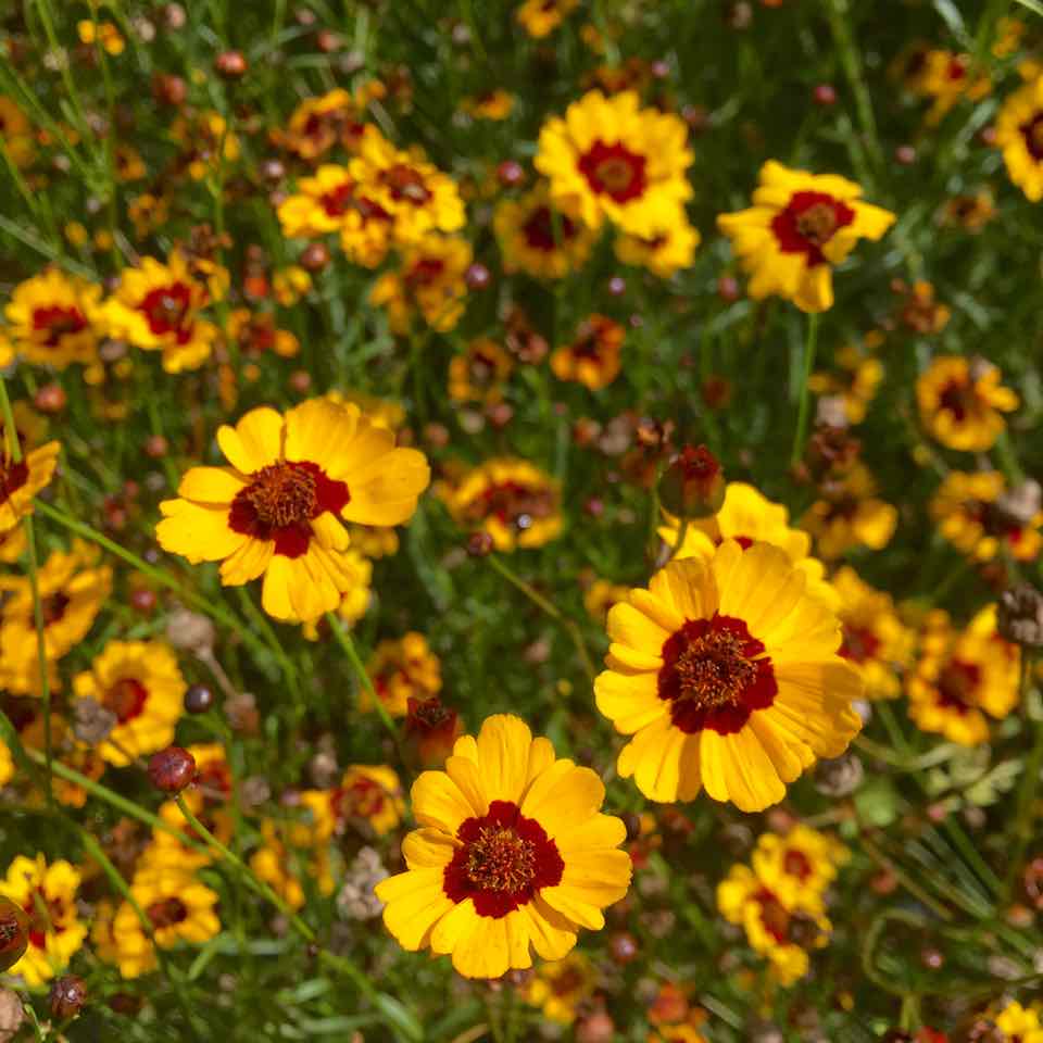 Sachet de semence BIO - Coreopsis Hohe - ferme Tourne-sol