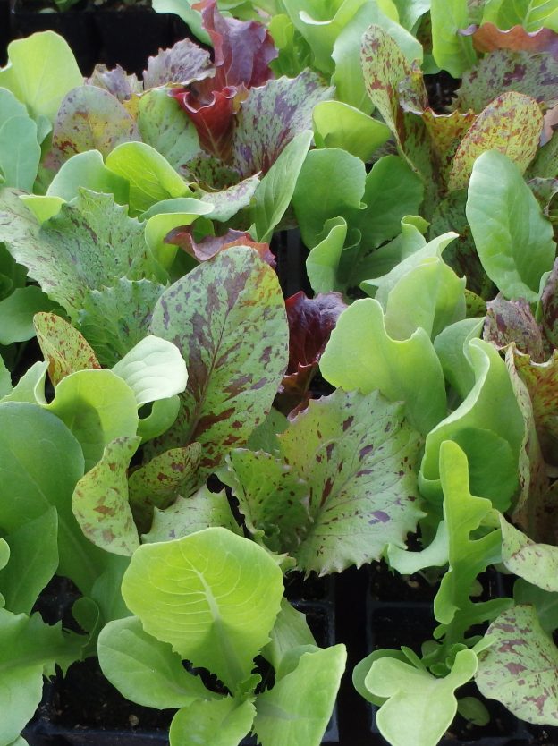 Sachet de semence - Laitues mix – Le Potager ornemental de Catherine