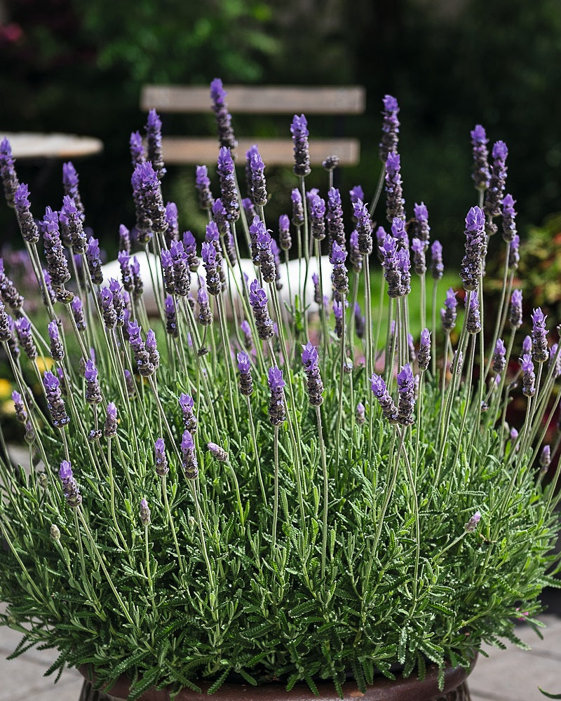 Lavandula angustifolia 'LaDiva Imperial'