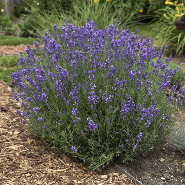 Lavandula angustifolia  'Hidcote'
