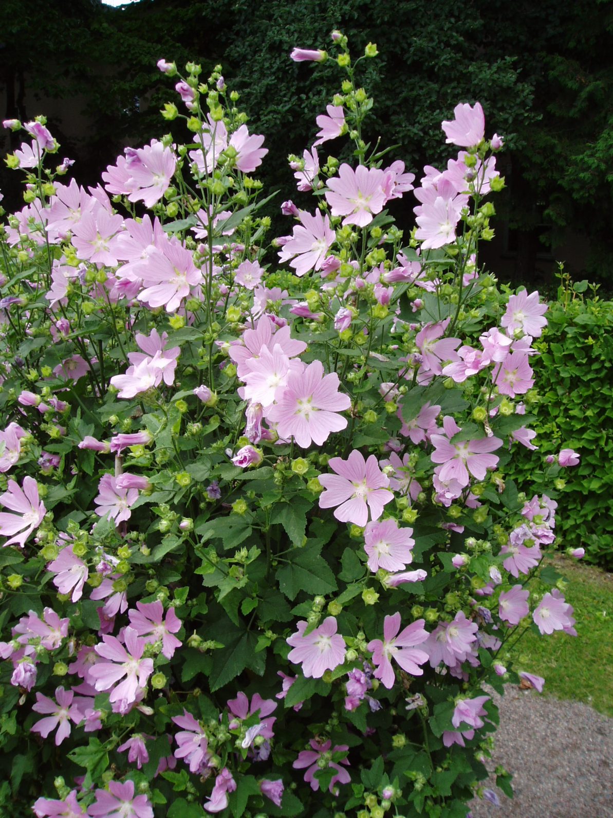 Lavatera Thuringiaca - Malva thuringiaca