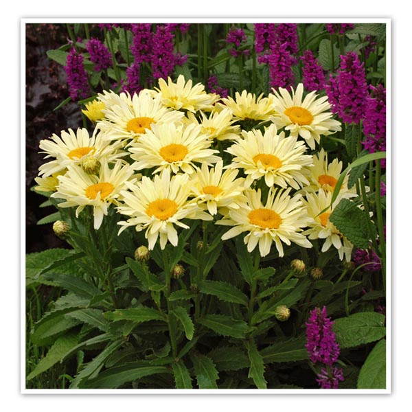 Leucanthemum 'Amazing Daisies - Banana Cream ll'