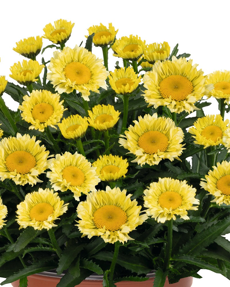 Leucanthemum Sweet Daisy™ 'Izabel' (sup.)