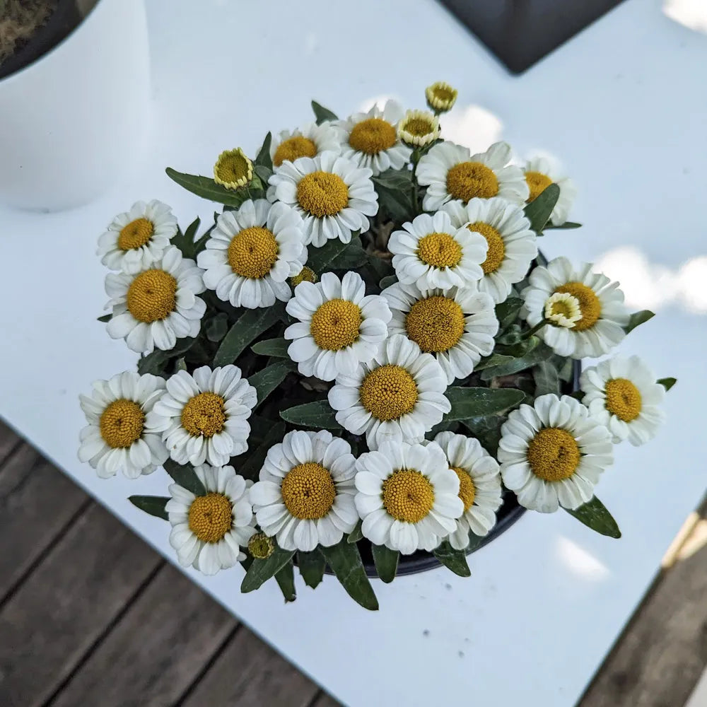 Leucanthemum Sweet Daisy™ 'Shelly' (sup.)