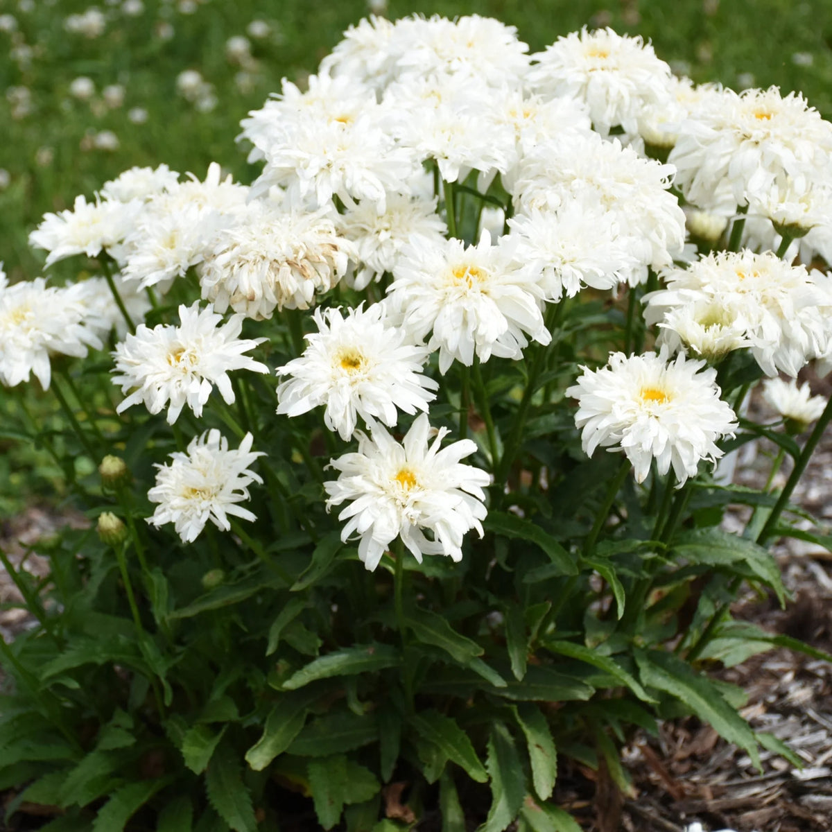Leucanthemum Amazing Daisies® 'Marshmallow'