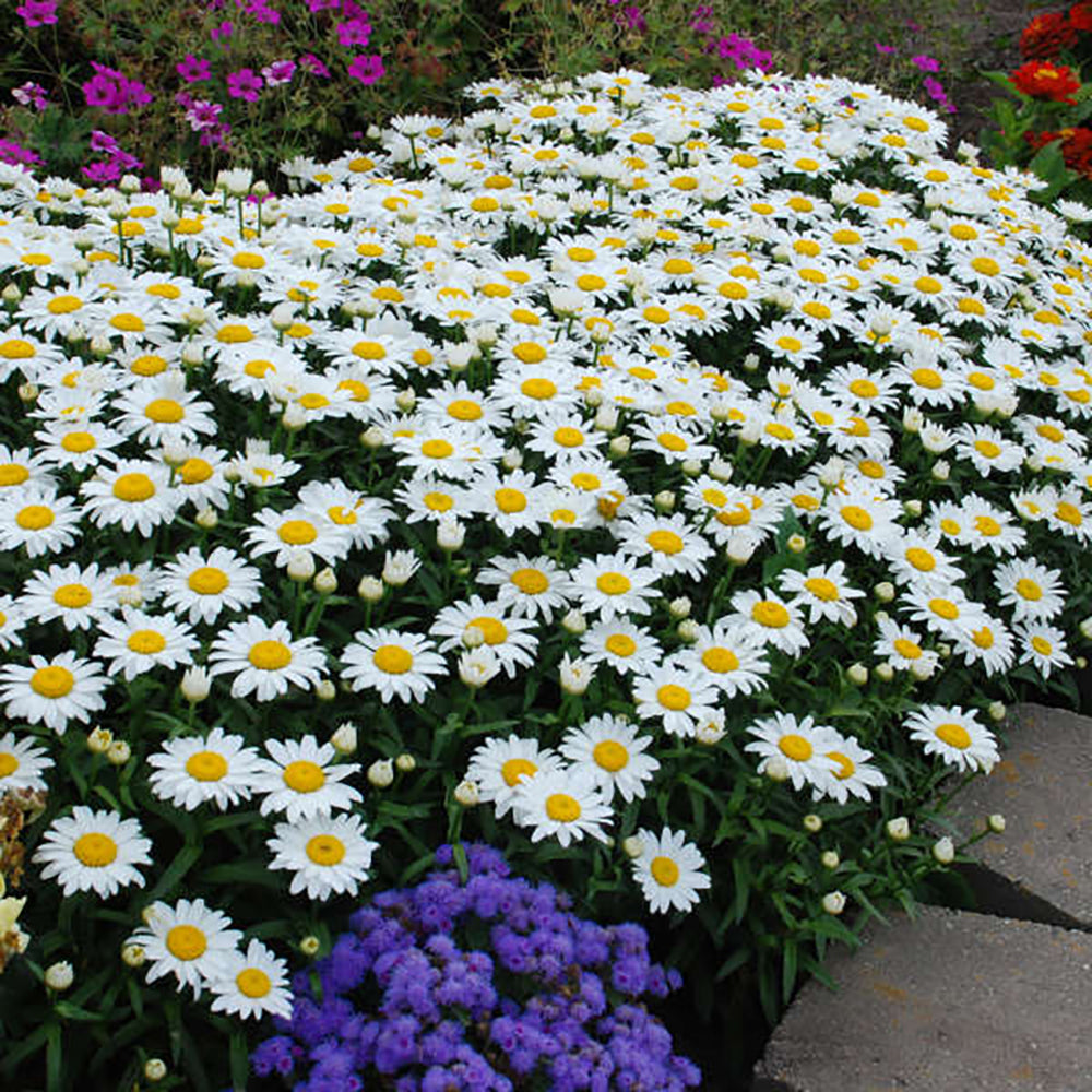 Leucanthemum 'Snowcap' (sup.)