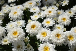 Leucanthemum 'Sweet Daisy - Rebecca'