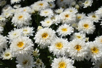 Leucanthemum 'Sweet Daisy - Rebecca'