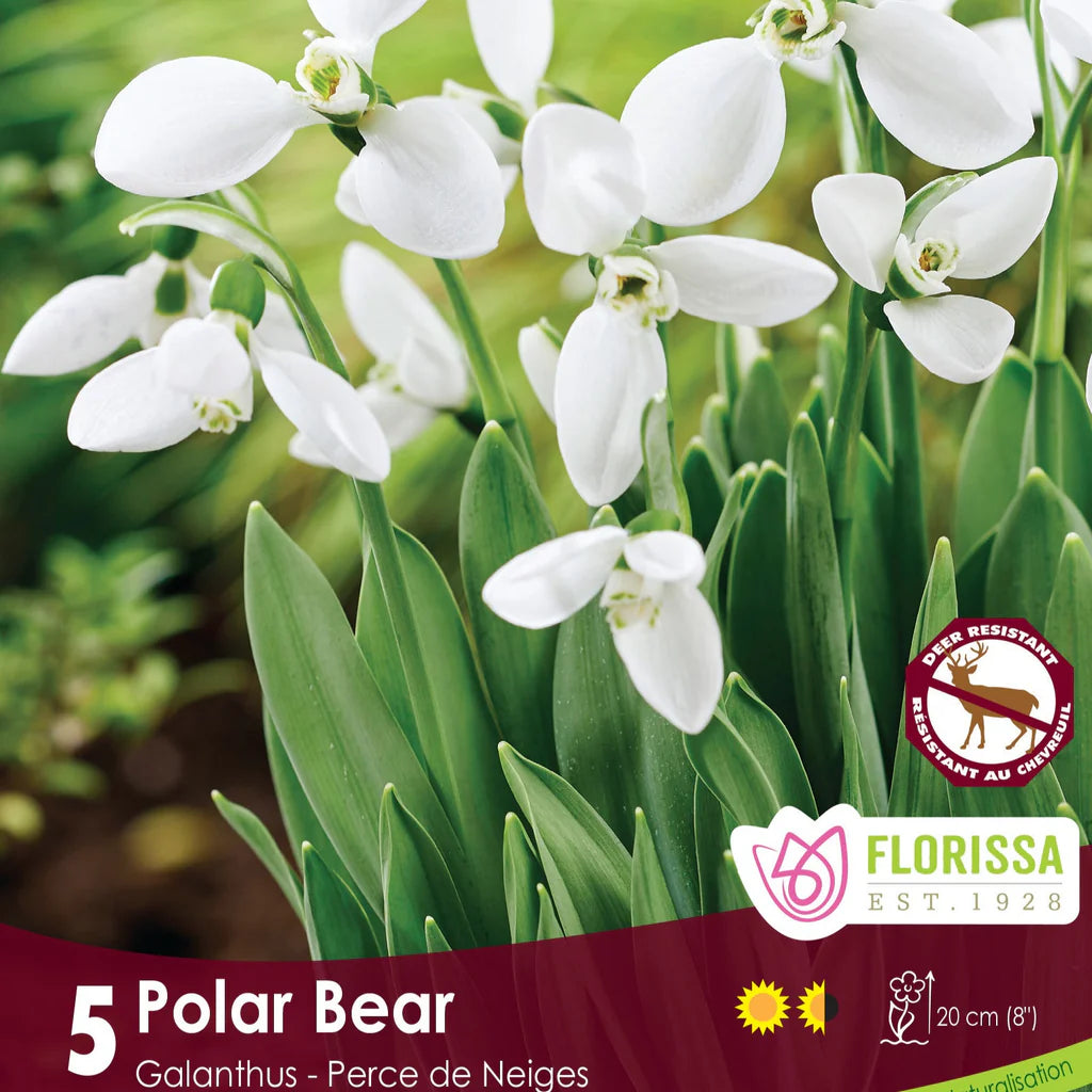 bulbe d'automne - Galanthus polar bear
