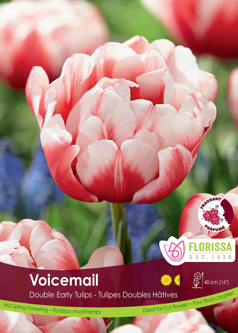 Bulbe d'automne - tulipe Voicemail