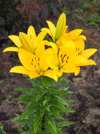 Lilium 'Tiny Bee' - Lys