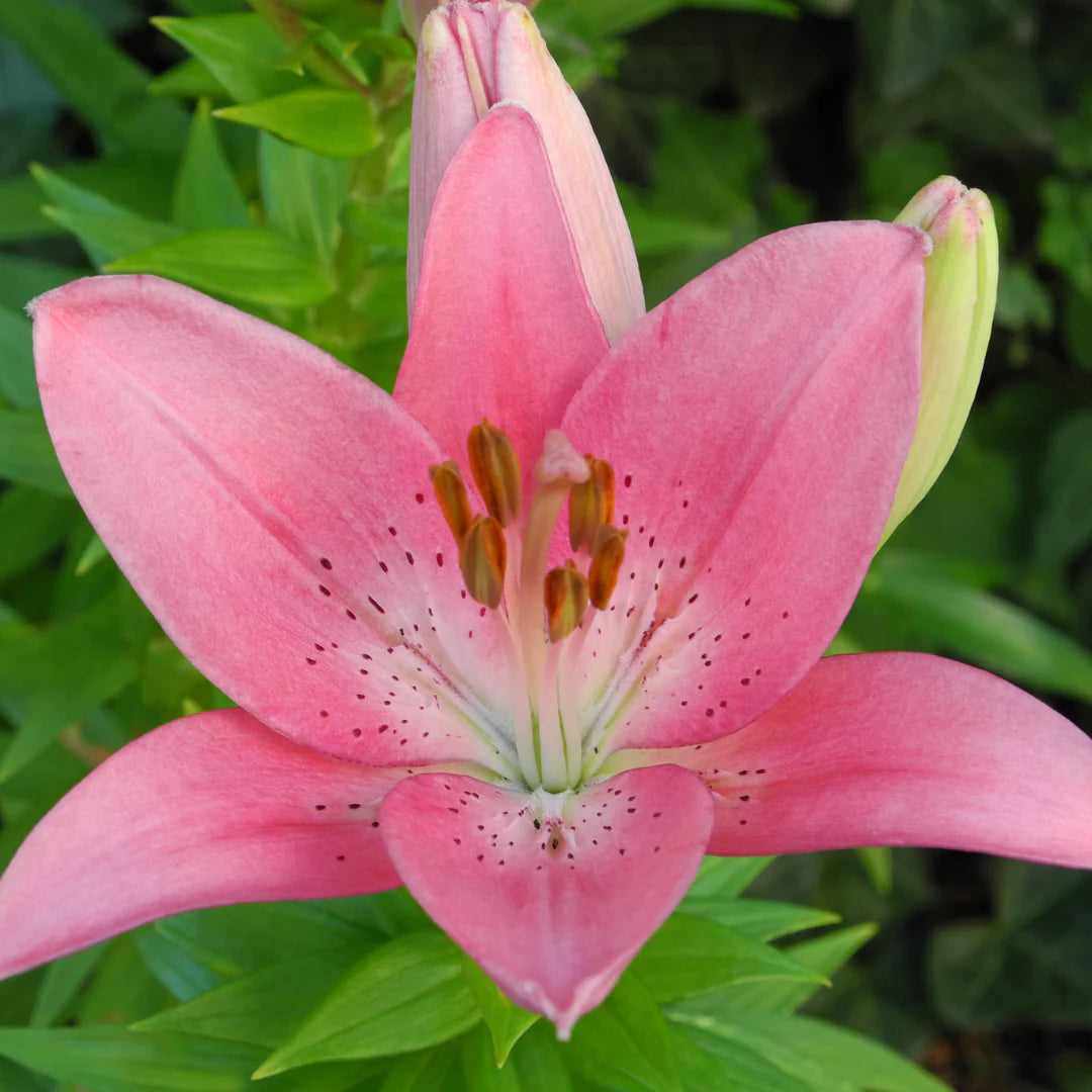 Lilium 'Pink Pixie' (asiatique/asiatic) - Lys