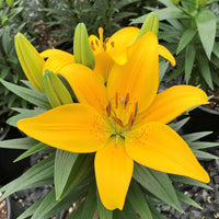 Lilium 'Tiny Bee' - Lys