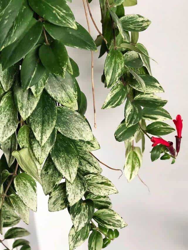 Plante Aeschynanthus Marmoratus (Plante Rouge à Lèvres) - Pot 17 Cm - Hauteur 30-40 Cm - Non Toxique - Plante Suspendue Purificatrice D'air