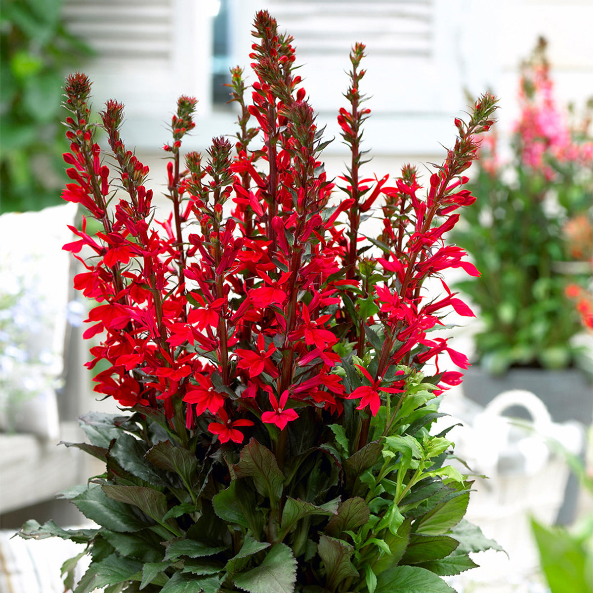 Lobelia Starship 'Scarlet'