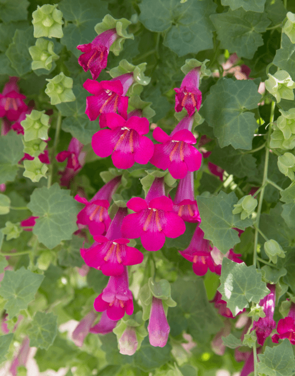 Lophospermum en pot