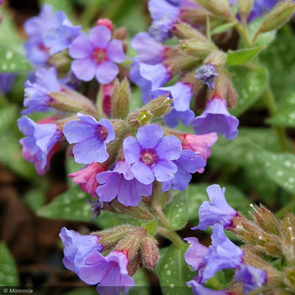 Pulmonaria ' High Contrast'