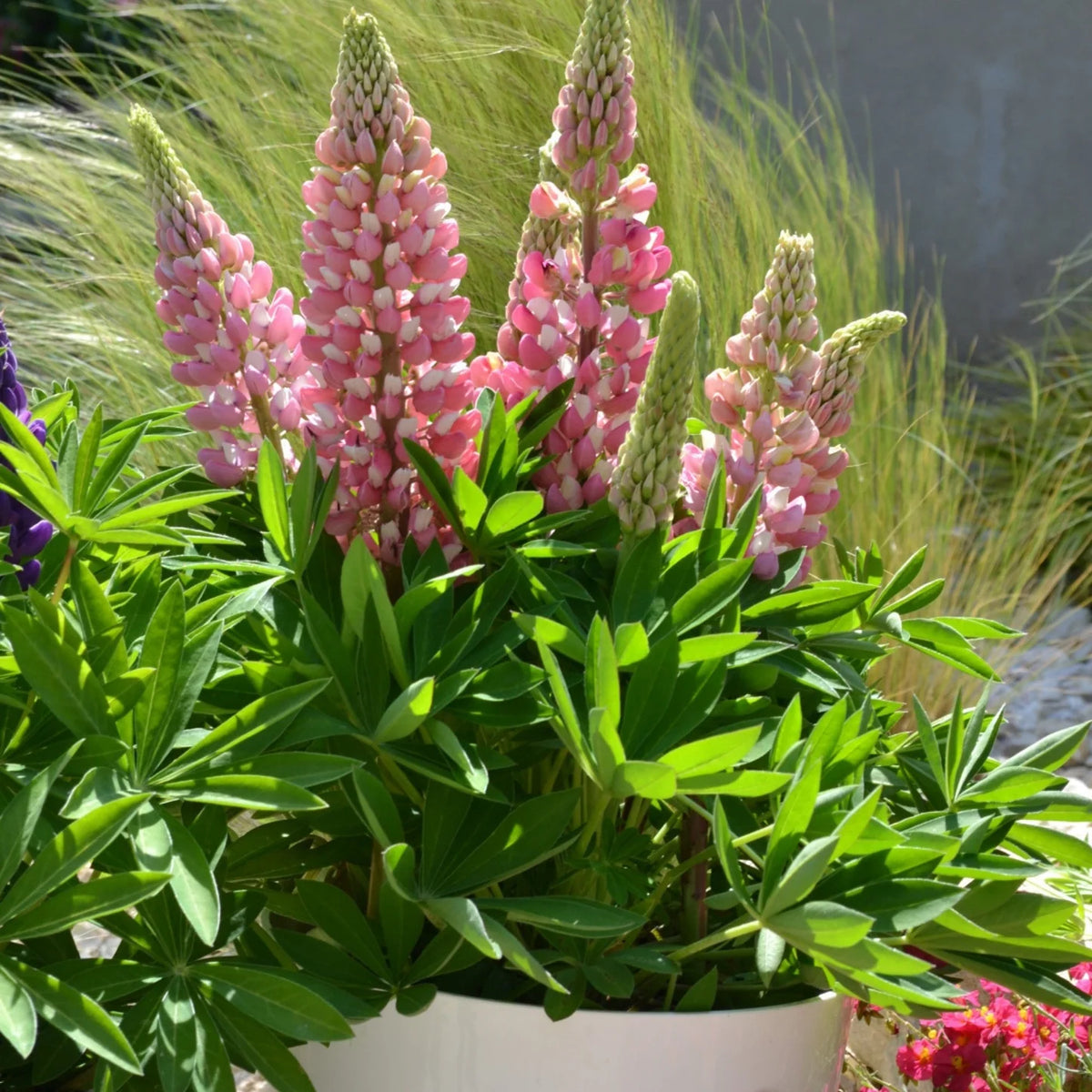 Lupinus Mini Gallery™ Pink Bicolor