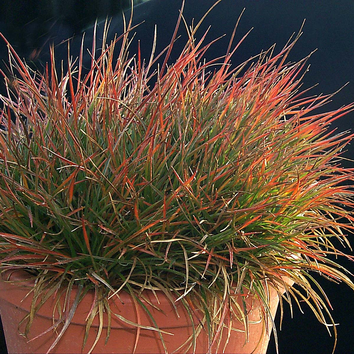 Luzula Ruby Stiletto