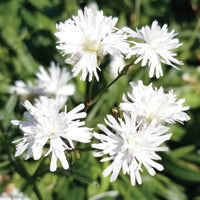 Lychnis 'Petit Henri'