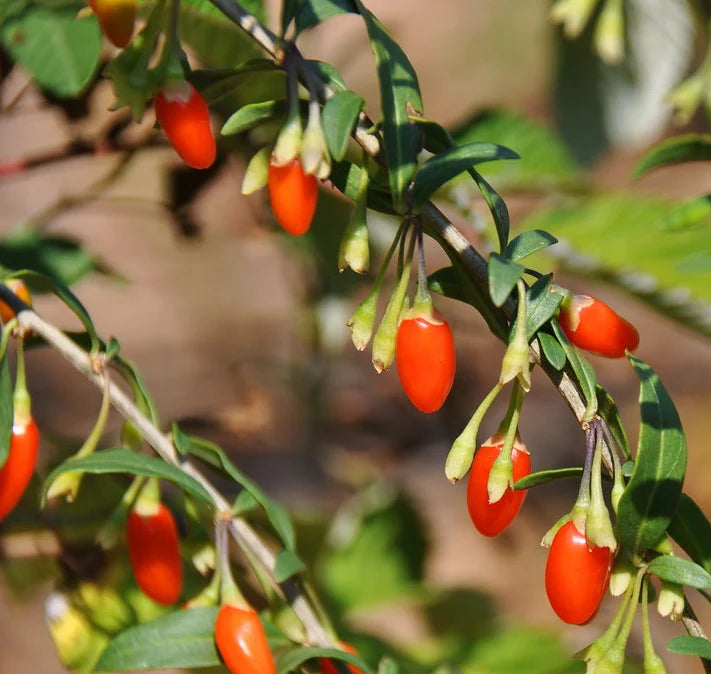Lycium barbarum 'Firecracker' (Goji)