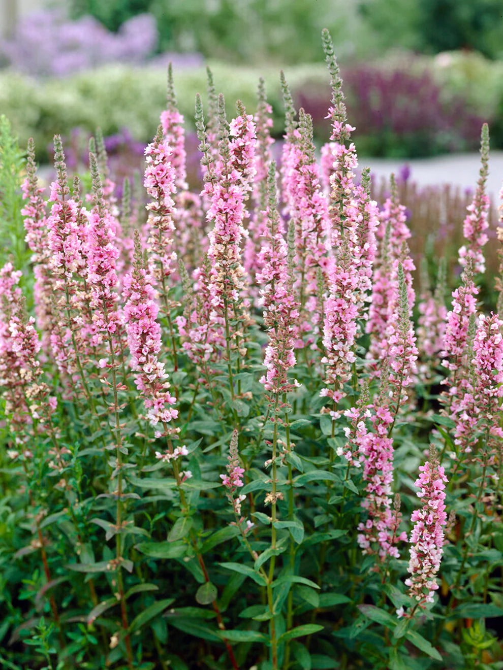 Lythrum salicaria 'Blush'