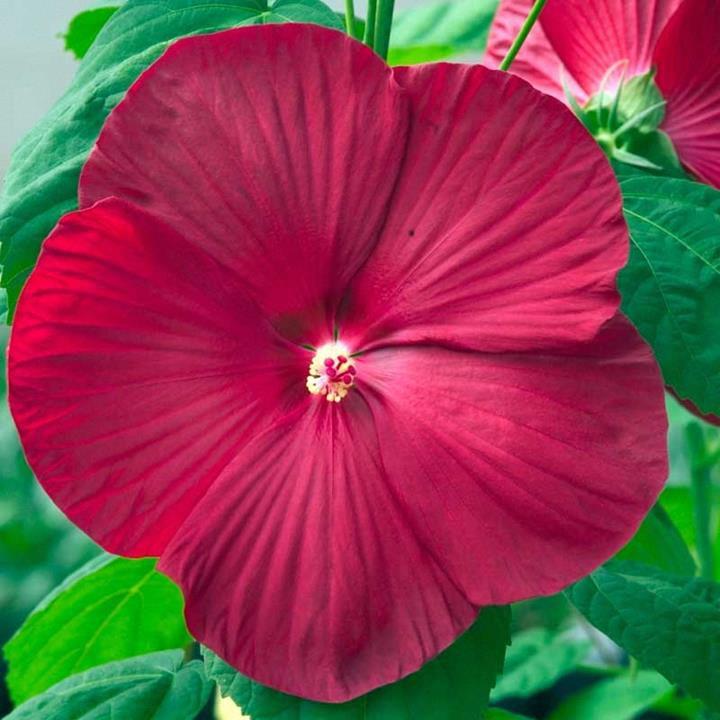 Hibiscus vivace 'Luna Red'