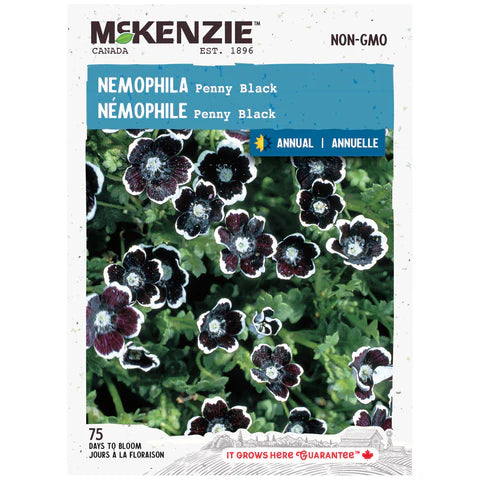 Semence - Némophile Penny black - Mckenzie