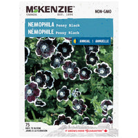 Semence - Némophile Penny black - Mckenzie
