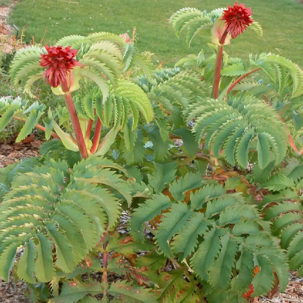 Mélianthus Major