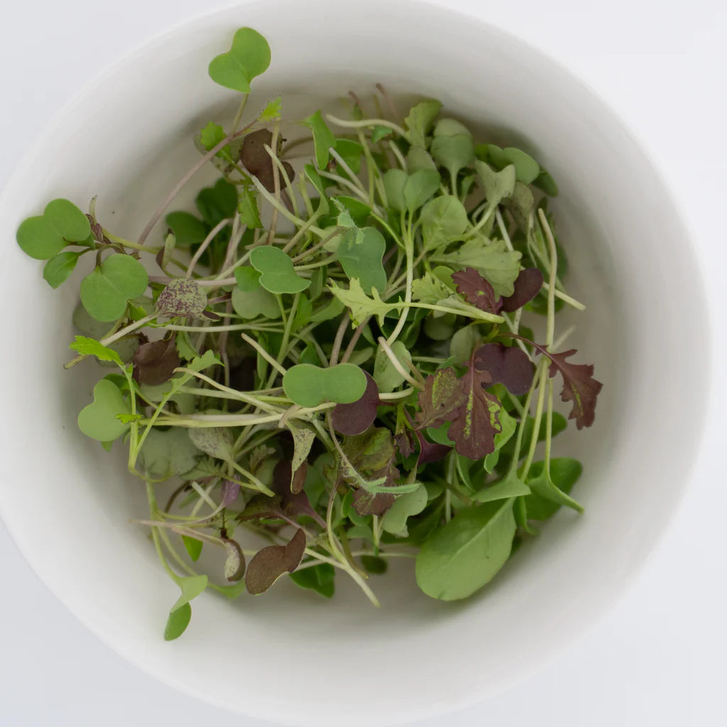 Seed - Basil Microgreens - West Coast Seeds