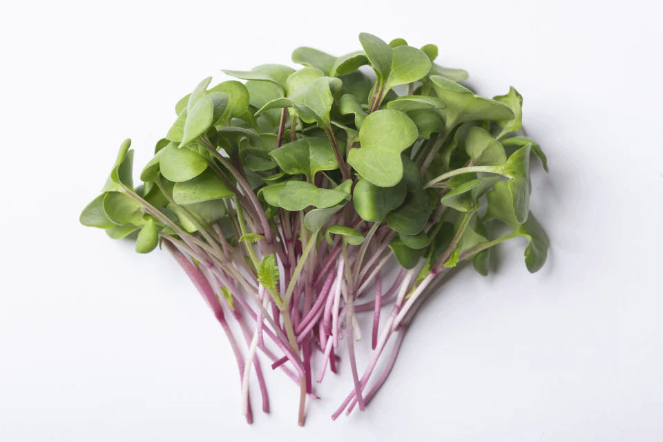 Seed - Organic Radish Microgreens - West Coast Seeds